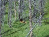teton_0015