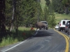 buffel_0001