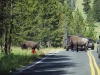 buffel_0002