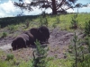 buffel_0009