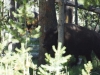 buffel_0014
